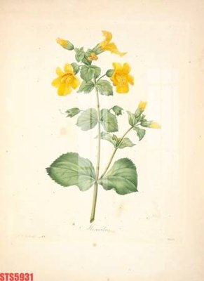 Ảnh gốc Tranh sơn dầu phương tây tổng hợp STS5931 (độ nét cao) in tráng gương