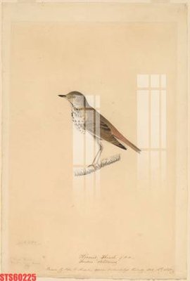 File ảnh Tranh sơn dầu phương tây tổng hợp STS60225 (gốc) trang trí khách sạn