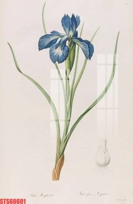 Tệp tin gốc Tranh sơn dầu phương tây tổng hợp STS60601 (dùng cho in ấn) chuyên nghiệp