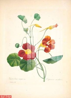 File PSD Tranh sơn dầu phương tây tổng hợp STS6373 (gốc) cho designer