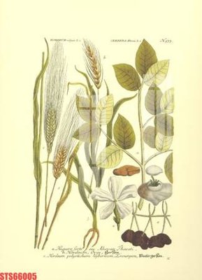 File gốc Tranh sơn dầu phương tây tổng hợp STS66005 (ảnh chi tiết) để in ấn