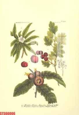 Tải file Tranh sơn dầu phương tây tổng hợp STS66006 (PSD) cho in tranh kính