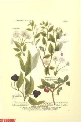 File tranh ảnh gốc Tranh sơn dầu phương tây tổng hợp STS66007 dùng cho in khổ lớn