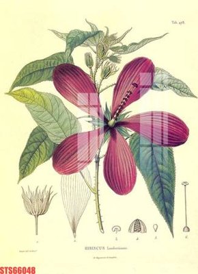 File tranh gốc in trần nhà Tranh sơn dầu phương tây tổng hợp STS66048 3D