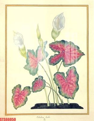 File in trần Tranh sơn dầu phương tây tổng hợp STS66050 (bản gốc) 5D