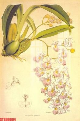 File tranh Tranh sơn dầu phương tây tổng hợp STS66064 (bản gốc) trang trí văn phòng