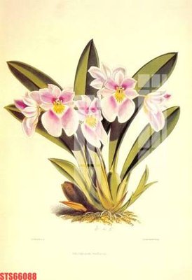 File gốc Tranh sơn dầu phương tây tổng hợp STS66088 (in lụa) tranh phong thủy