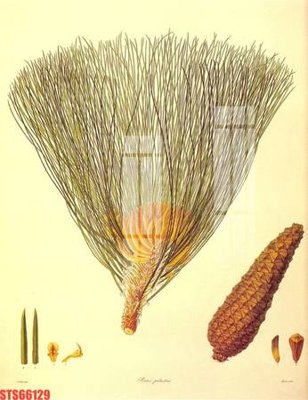 Mua file gốc Tranh sơn dầu phương tây tổng hợp STS66129 (in ấn) tại Filetranh.com