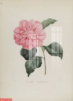 Tải file Tranh sơn dầu phương tây tổng hợp STS66151 (ảnh gốc) 300dpi Tranh sơn dầu phương tây tổng hợp STS66151