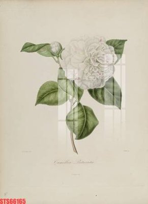 Tệp tin gốc Tranh sơn dầu phương tây tổng hợp STS66165 (chất lượng) Tranh sơn dầu phương tây tổng hợp STS66165