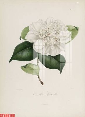 File tranh gốc in trần nhà Tranh sơn dầu phương tây tổng hợp STS66196 3D