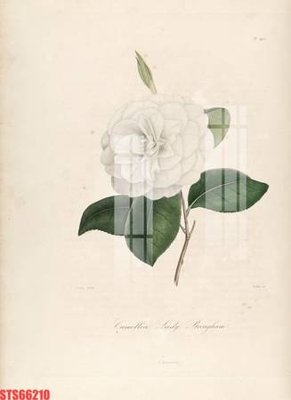 File gốc Tranh sơn dầu phương tây tổng hợp STS66210 (ảnh chi tiết) để in ấn