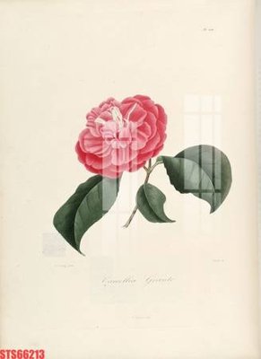 File gốc Tranh sơn dầu phương tây tổng hợp STS66213 (thiết kế) độc quyền