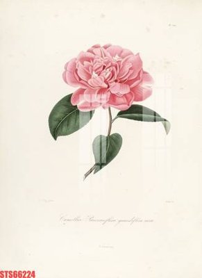 Tệp tin gốc Tranh sơn dầu phương tây tổng hợp STS66224 (chất lượng cao) Tranh sơn dầu phương tây tổng hợp STS66224