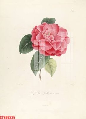 File gốc Tranh sơn dầu phương tây tổng hợp STS66225 (trang trí) cho phòng khách