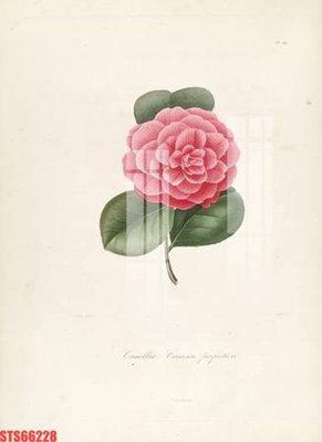 Hình ảnh gốc Tranh sơn dầu phương tây tổng hợp STS66228 (để in khổ lớn)