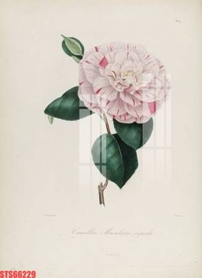 File gốc in ấn Tranh sơn dầu phương tây tổng hợp STS66229 độ phân giải cao