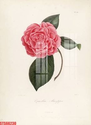 Download file ảnh gốc Tranh sơn dầu phương tây tổng hợp STS66230 để in ấn