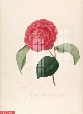 File in ấn Tranh sơn dầu phương tây tổng hợp STS66236 (bản gốc) chất lượng cao