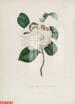 File in trần Tranh sơn dầu phương tây tổng hợp STS66251 (file gốc) xuyên sáng