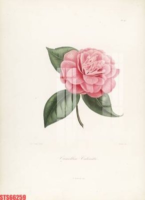 Tải file Tranh sơn dầu phương tây tổng hợp STS66259 (gốc) in trên mọi chất liệu