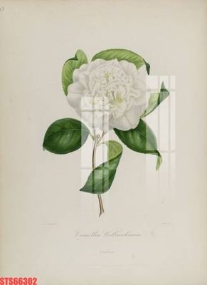 File tranh gốc PSD Tranh sơn dầu phương tây tổng hợp STS66302 còn nguyên layer