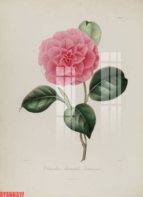 File ảnh Tranh sơn dầu phương tây tổng hợp STS66317 (gốc) in decal dán tường