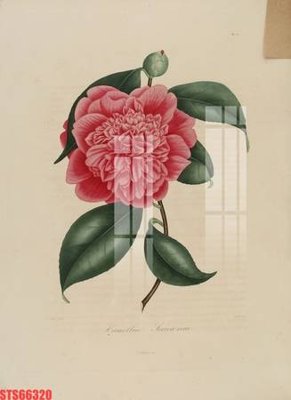 File tranh Tranh sơn dầu phương tây tổng hợp STS66320 (bản gốc) trang trí văn phòng