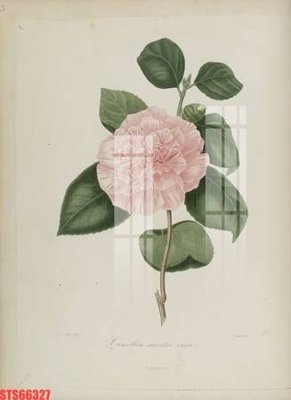 Download file Tranh sơn dầu phương tây tổng hợp STS66327 (gốc) in mica ốp bếp