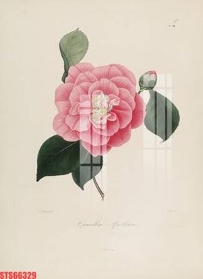 File tranh Tranh sơn dầu phương tây tổng hợp STS66329 (ảnh gốc) in trần nhà