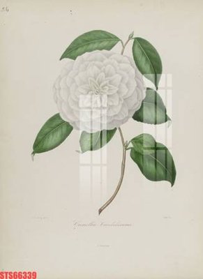 File ảnh Tranh sơn dầu phương tây tổng hợp STS66339 (gốc) trang trí khách sạn