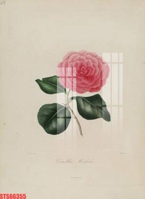 Tải về file tranh gốc Tranh sơn dầu phương tây tổng hợp STS66355 (để in quảng cáo)