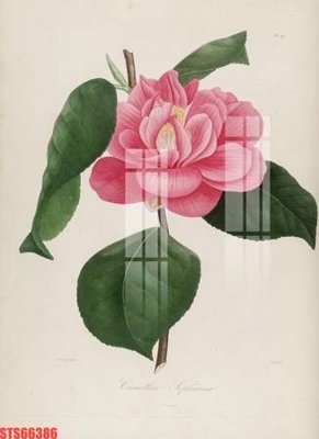 File PSD Tranh sơn dầu phương tây tổng hợp STS66386 (nguyên gốc) chất lượng cao