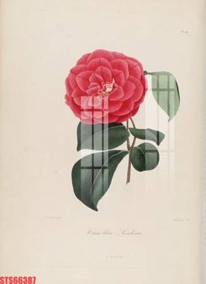 File gốc Tranh sơn dầu phương tây tổng hợp STS66387 (in ấn) không giới hạn