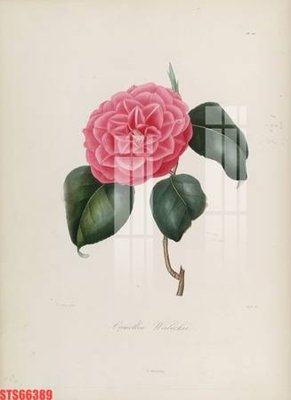 Download file tranh PSD Tranh sơn dầu phương tây tổng hợp STS66389 để chỉnh sửa