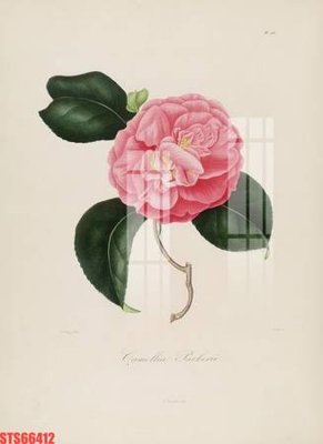 Tệp tin gốc Tranh sơn dầu phương tây tổng hợp STS66412 (chất lượng) Tranh sơn dầu phương tây tổng hợp STS66412