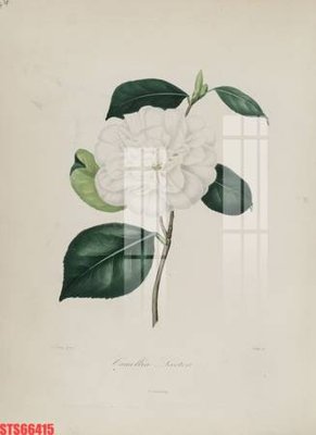 File tranh PSD Tranh sơn dầu phương tây tổng hợp STS66415 chất lượng cao