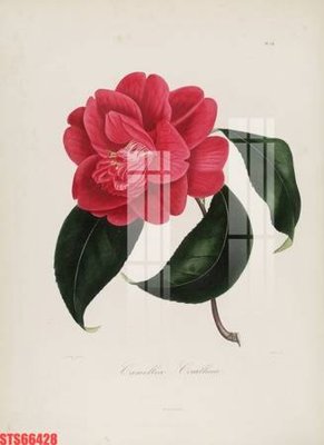 Chi tiết file tranh tráng gương Tranh sơn dầu phương tây tổng hợp STS66428 (ảnh gốc)