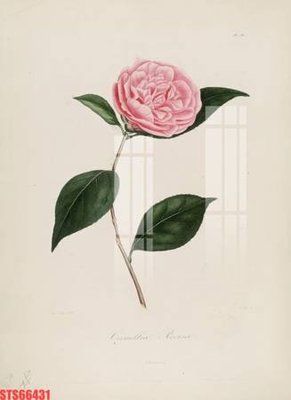 File in ấn Tranh sơn dầu phương tây tổng hợp STS66431 (bản gốc) cao cấp