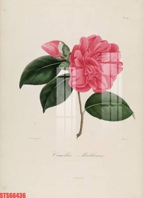 File gốc Tranh sơn dầu phương tây tổng hợp STS66436 (AI/EPS) cho in ấn