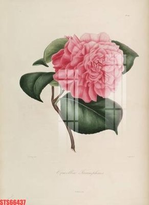 Download file ảnh gốc Tranh sơn dầu phương tây tổng hợp STS66437 để in ấn