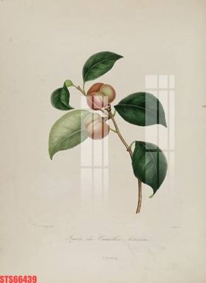 File tranh Tranh sơn dầu phương tây tổng hợp STS66439 (gốc) chủ đề thiên nhiên