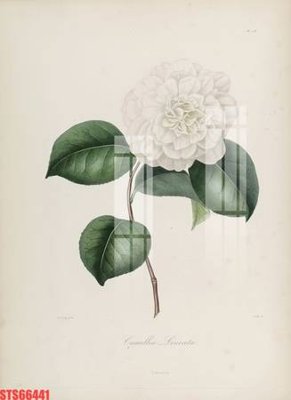 File PSD Tranh sơn dầu phương tây tổng hợp STS66441 (bản gốc) độ phân giải cao