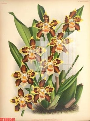 Download file gốc Tranh sơn dầu phương tây tổng hợp STS66501 (in lụa) nghệ thuật