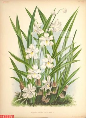 File tranh gốc Tranh sơn dầu phương tây tổng hợp STS66511 (sắc nét từng chi tiết)