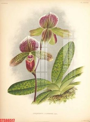 File in lụa Tranh sơn dầu phương tây tổng hợp STS66517 (phong cảnh) Tranh sơn dầu phương tây tổng hợp STS66517