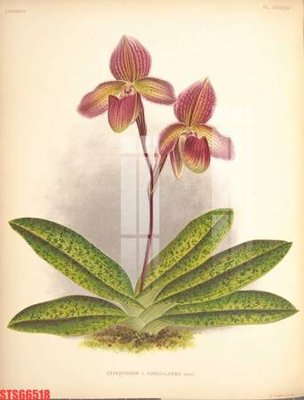 File gốc Tranh sơn dầu phương tây tổng hợp STS66518 (in mica) cắt laser