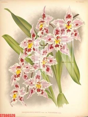 Tải file tranh Tranh sơn dầu phương tây tổng hợp STS66526 (ảnh gốc) ngay