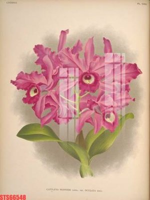 File in trần Tranh sơn dầu phương tây tổng hợp STS66548 (bản gốc) trời sao