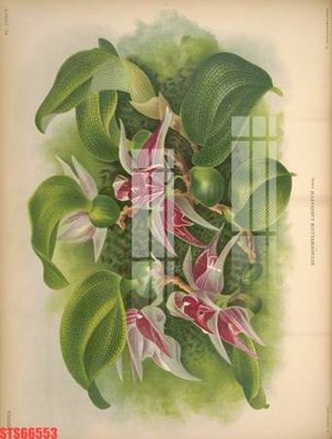 Download file gốc Tranh sơn dầu phương tây tổng hợp STS66553 (in mica) logo